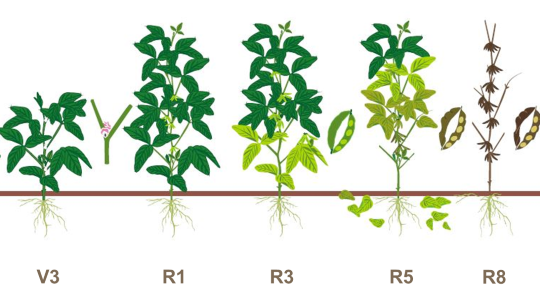 Agronomic principles | Yara UK