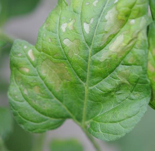 magnesium deficiency in tomato plants