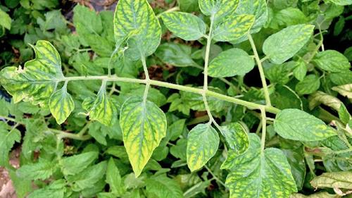 magnesium deficiency in tomato plants