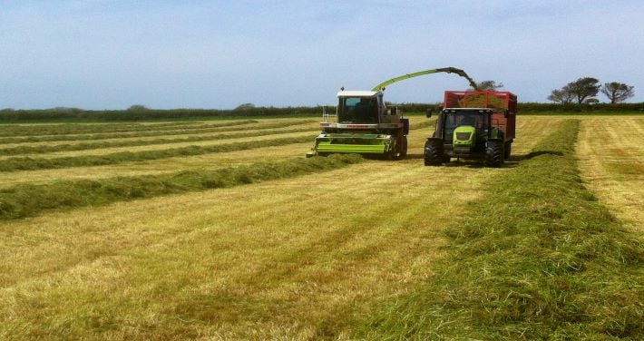  Silage Harvest 