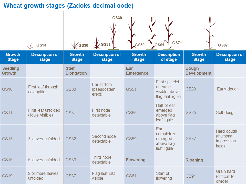 soybean growth stages timeline