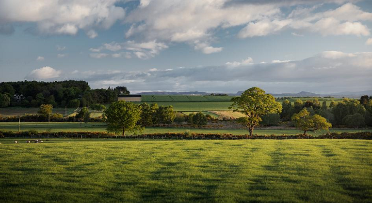 crop fields