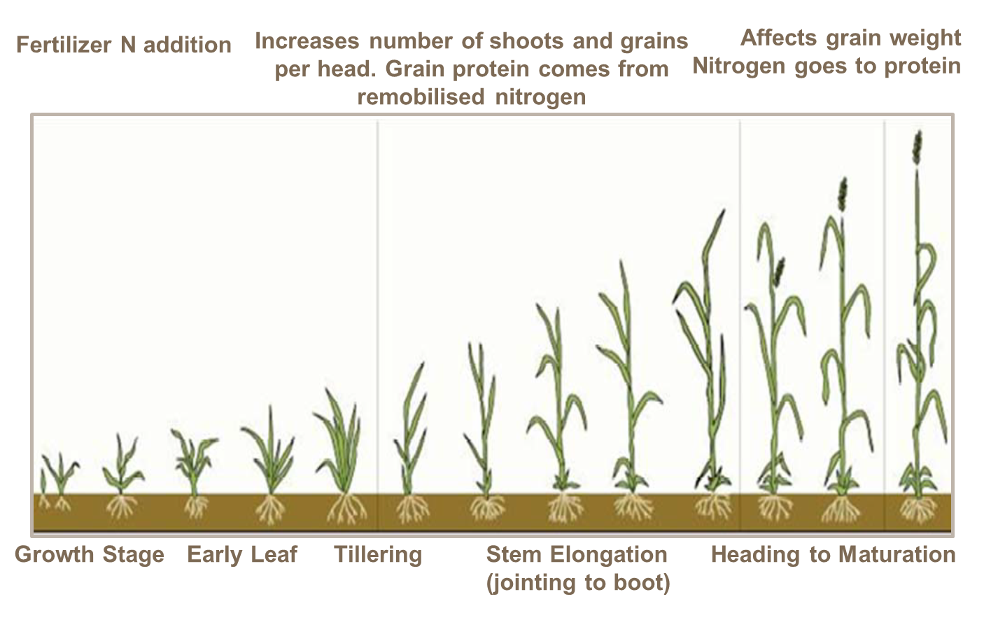 protein scale  Colorado Wheat